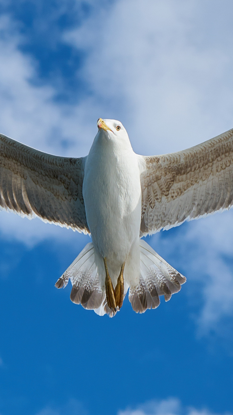 Mouette Blanche Volant Sous le Ciel Bleu Pendant la Journée. Wallpaper in 750x1334 Resolution