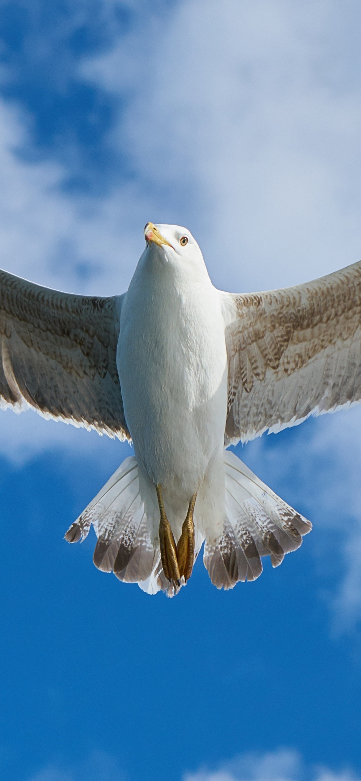 Gaviota Blanca Volando Bajo un Cielo Azul Durante el Día. Wallpaper in 1242x2688 Resolution