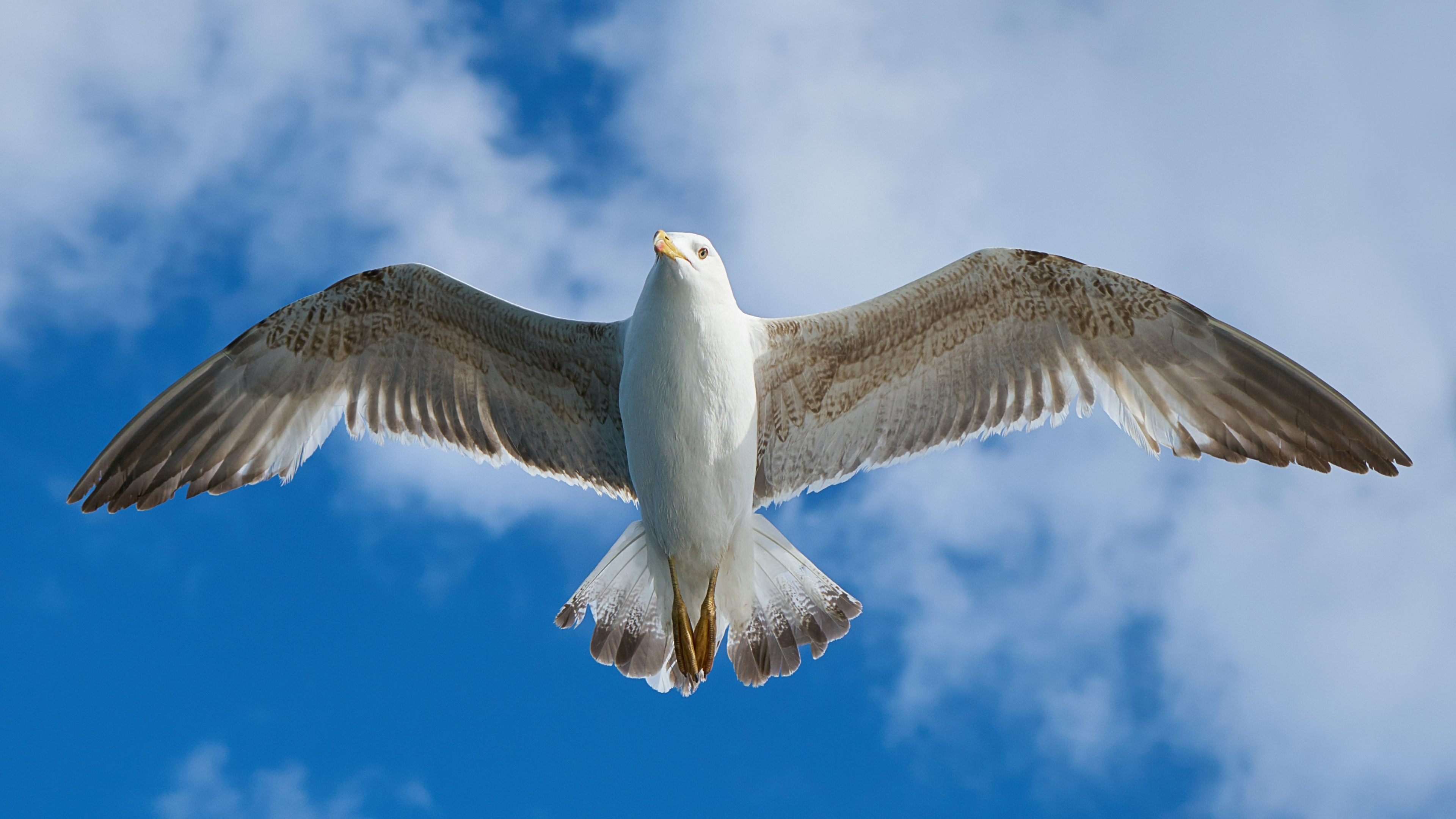 Weiße Möwe, Die Tagsüber Unter Blauem Himmel Fliegt. Wallpaper in 3840x2160 Resolution