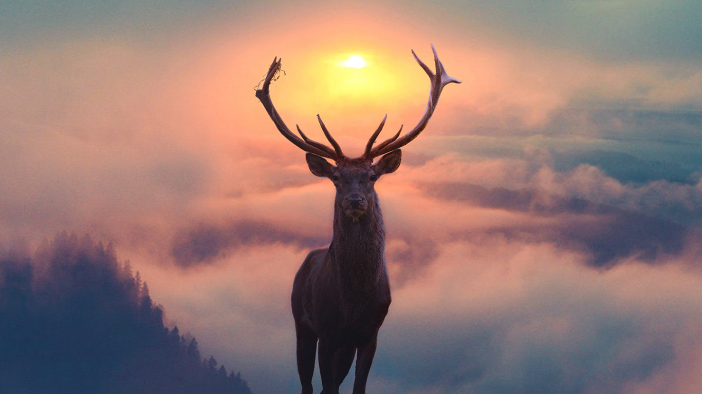 Hunting Aesthetic, Deer, Reindeer, Moose, Elk. Wallpaper in 1366x768 Resolution