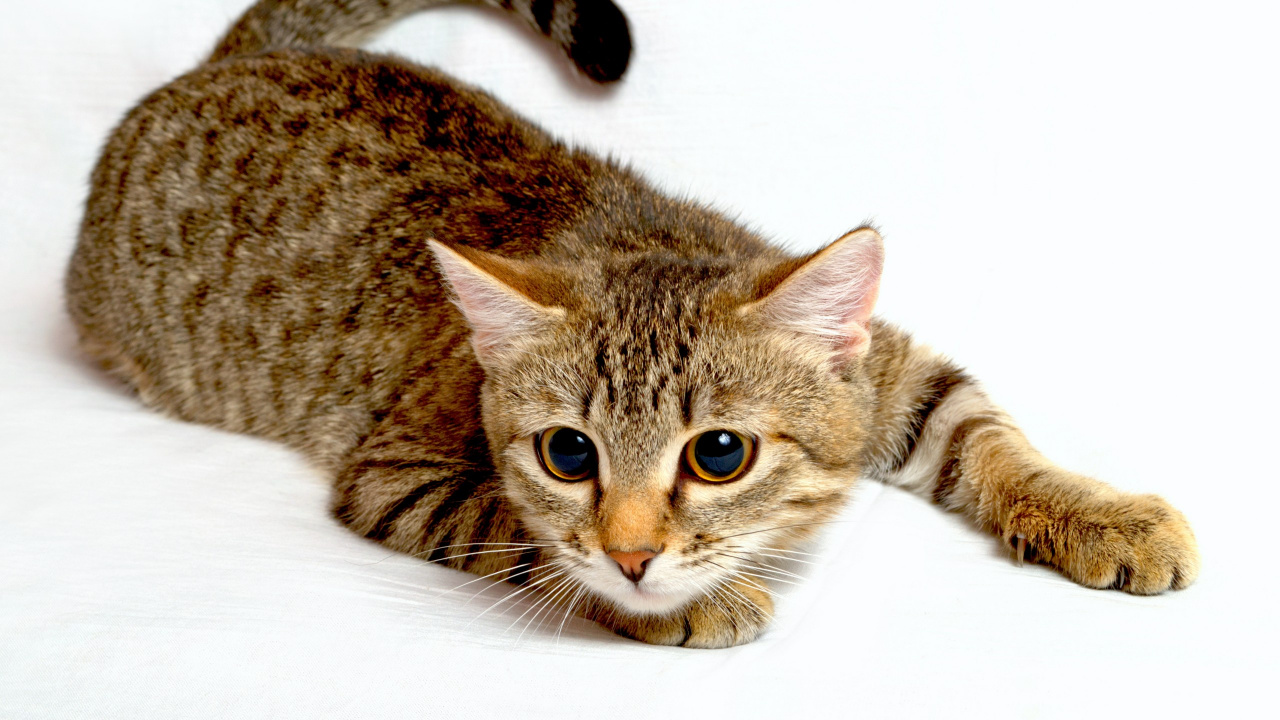 Brown Tabby Cat on White Textile. Wallpaper in 1280x720 Resolution