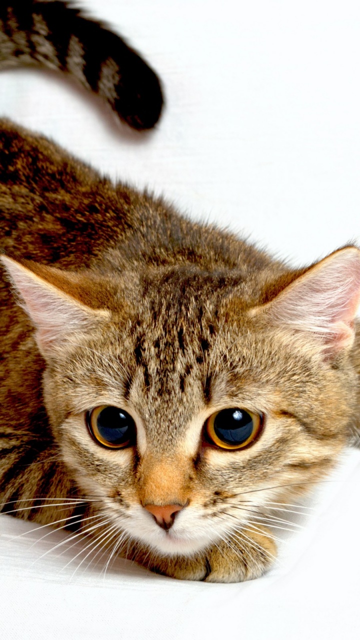 Brown Tabby Cat on White Textile. Wallpaper in 720x1280 Resolution