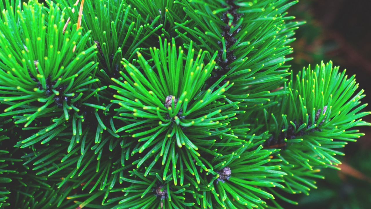 Green Pine Tree in Close up Photography. Wallpaper in 1280x720 Resolution