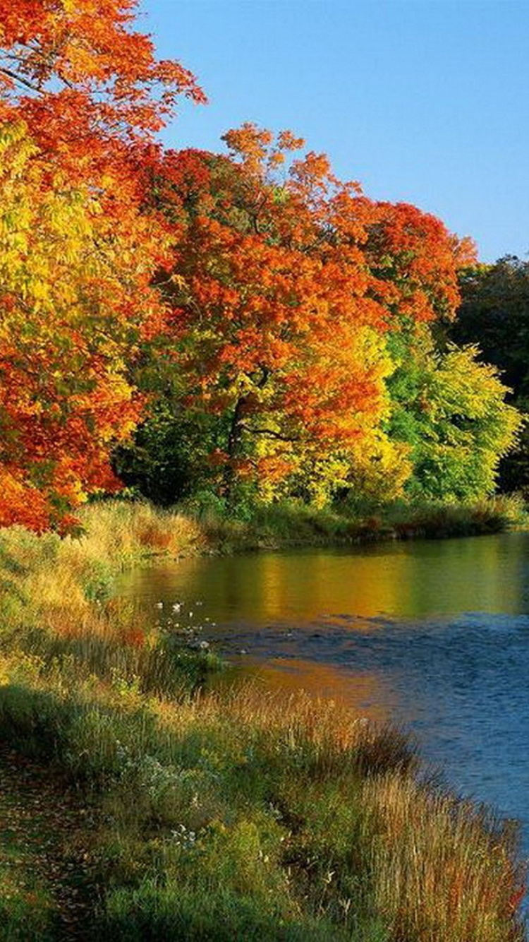 Arbres à Feuilles Rouges et Jaunes à Côté de la Rivière Pendant la Journée. Wallpaper in 750x1334 Resolution