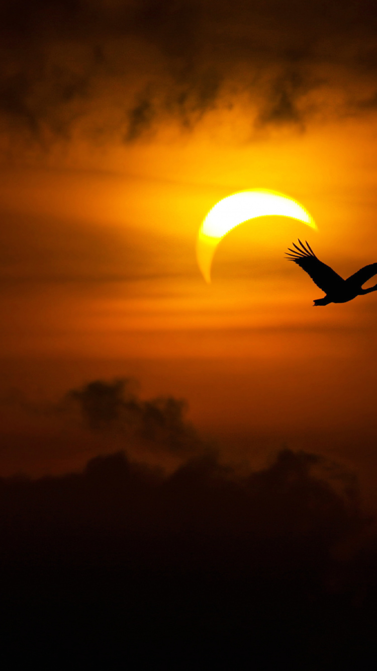 Silhouette of Bird Flying During Sunset. Wallpaper in 750x1334 Resolution