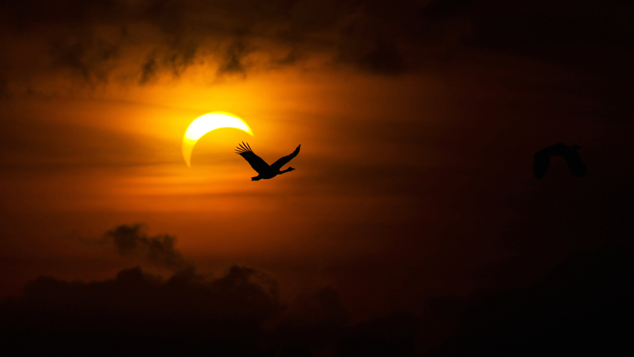 Silhouette D'oiseau Volant Pendant le Coucher du Soleil. Wallpaper in 1280x720 Resolution