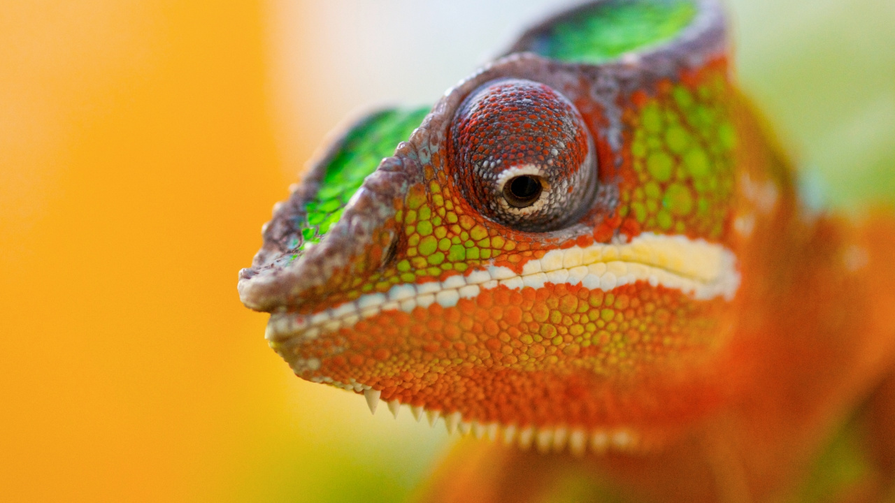 Green and Orange Chameleon on Brown Tree Branch. Wallpaper in 1280x720 Resolution