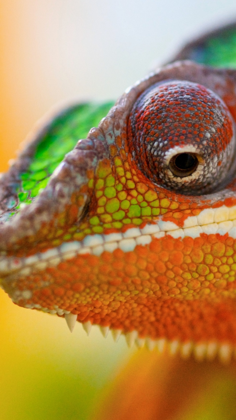 Green and Orange Chameleon on Brown Tree Branch. Wallpaper in 750x1334 Resolution