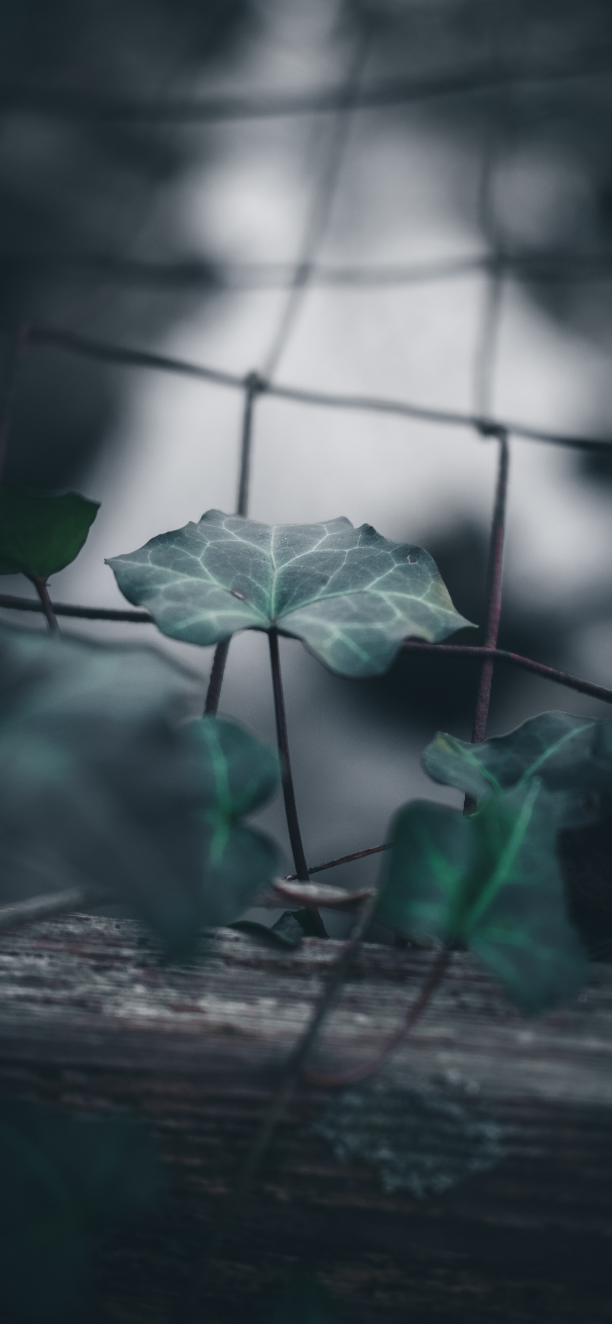 Leaf, Plant Stem, Green, Plant, Flower. Wallpaper in 1242x2688 Resolution