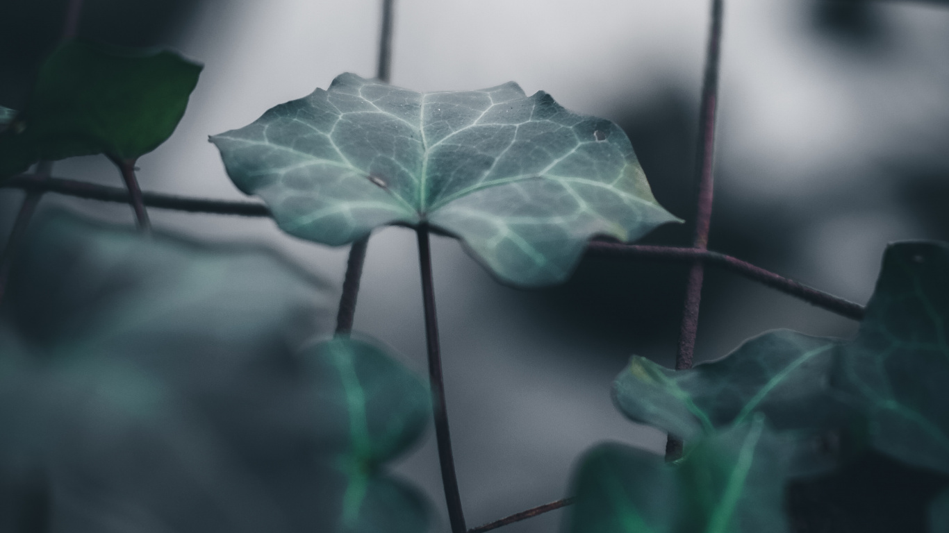 Leaf, Plant Stem, Green, Plant, Flower. Wallpaper in 1366x768 Resolution