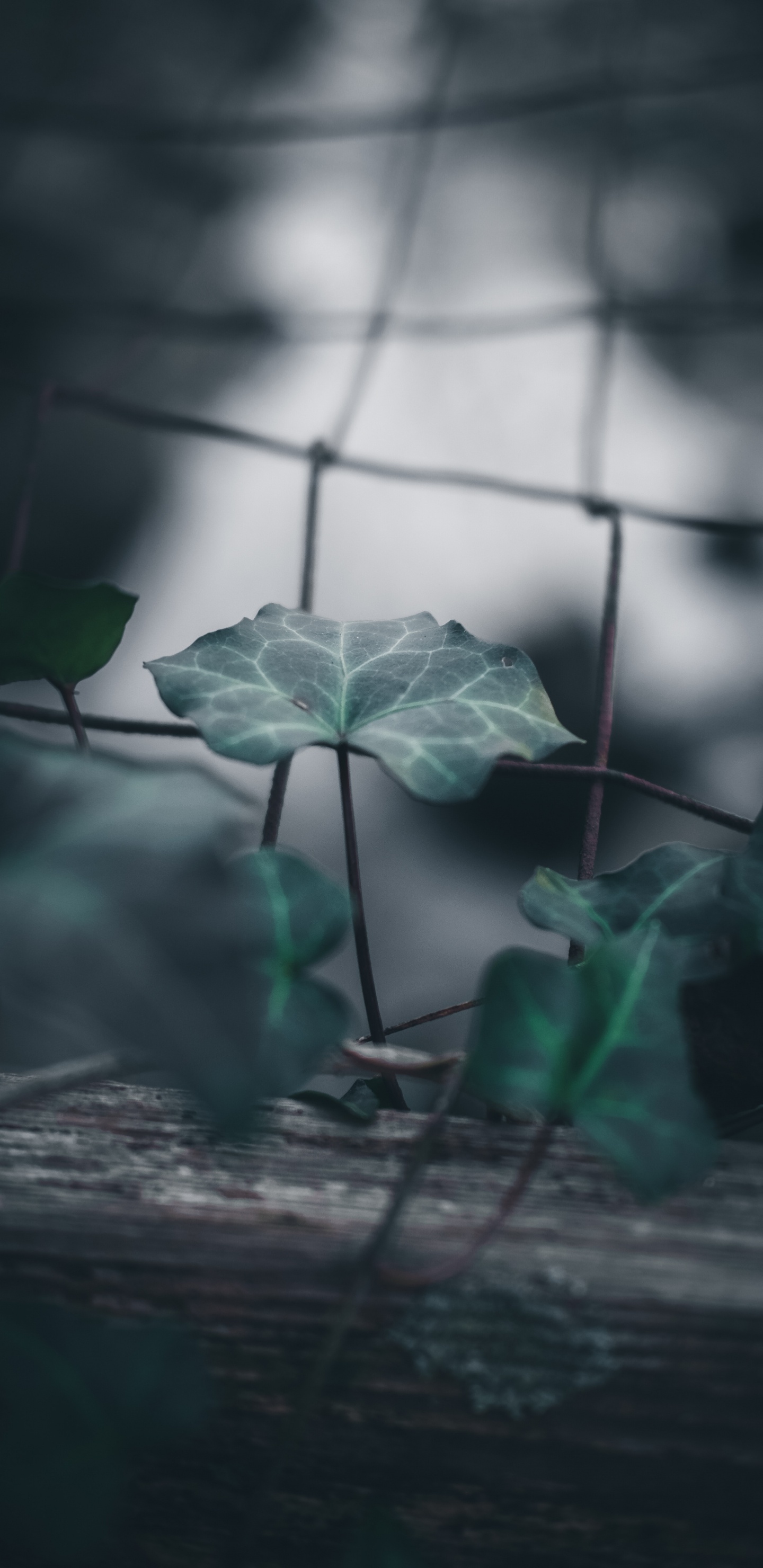 Leaf, Plant Stem, Green, Plant, Flower. Wallpaper in 1440x2960 Resolution