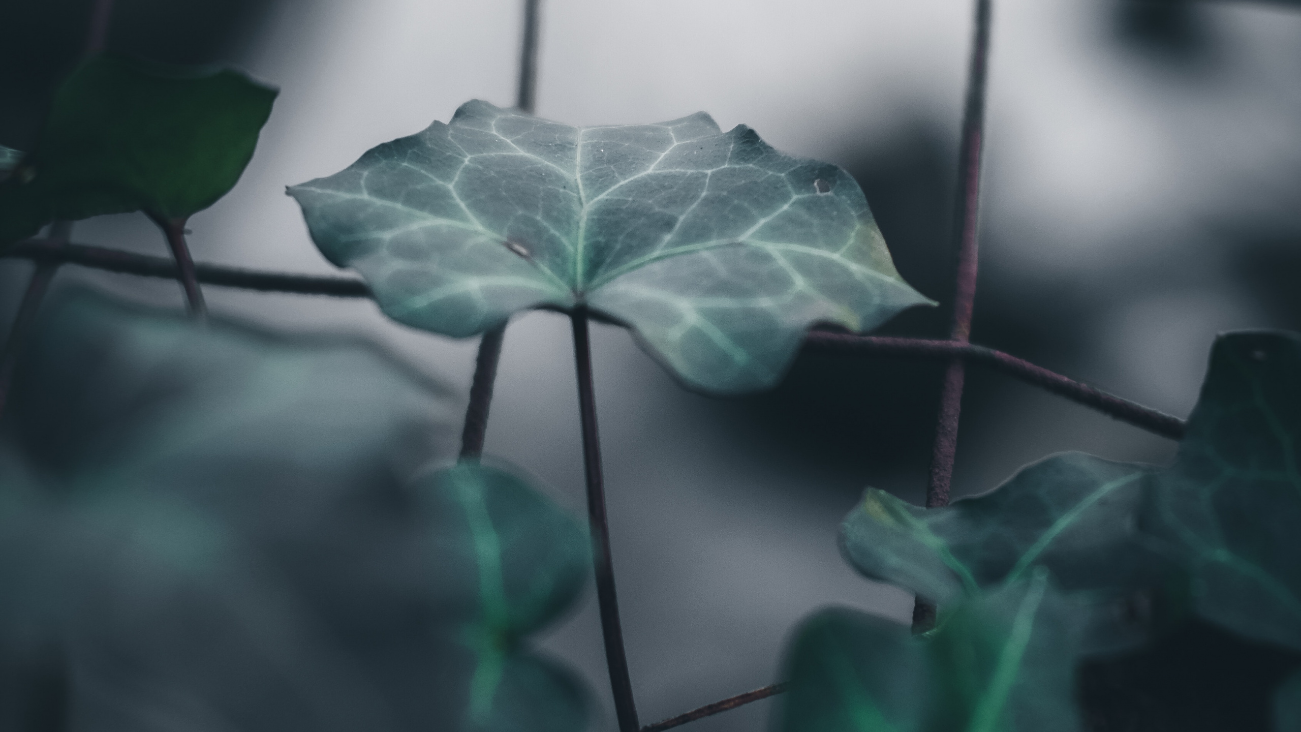 Leaf, Plant Stem, Green, Plant, Flower. Wallpaper in 2560x1440 Resolution