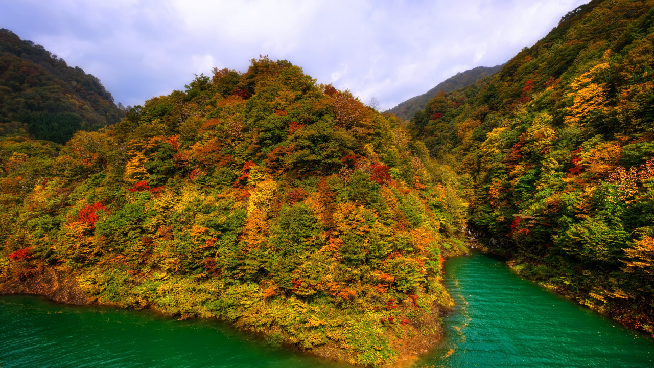 Green and Brown Trees Beside Body of Water During Daytime. Wallpaper in 1280x720 Resolution