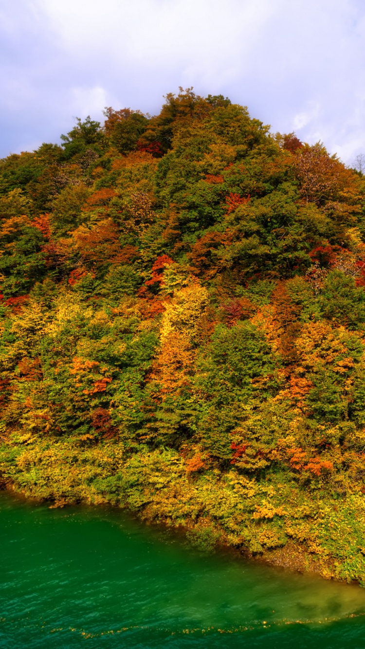 Green and Brown Trees Beside Body of Water During Daytime. Wallpaper in 750x1334 Resolution