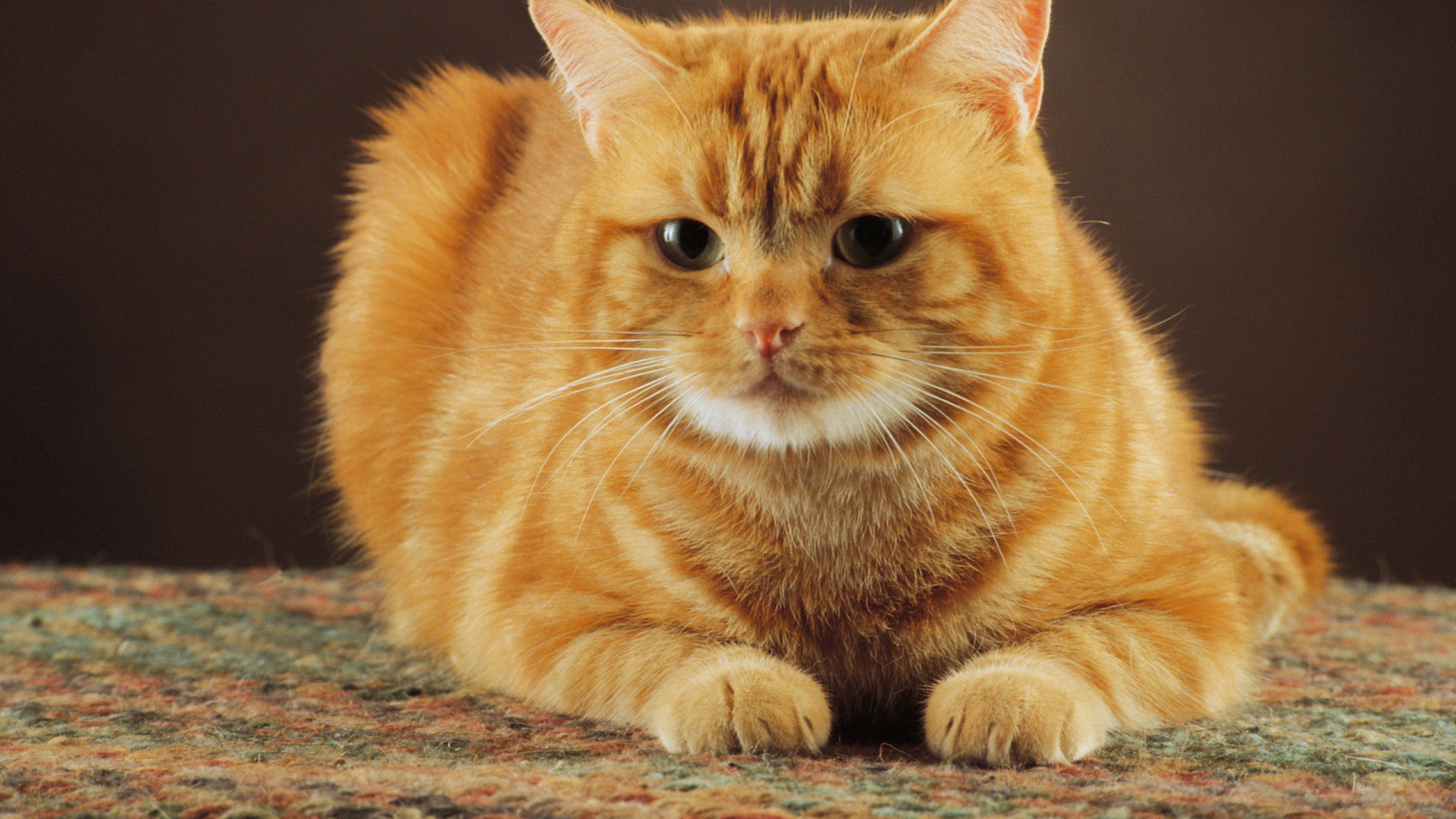 Orange Tabby Cat Lying on Brown and Gray Textile. Wallpaper in 1920x1080 Resolution