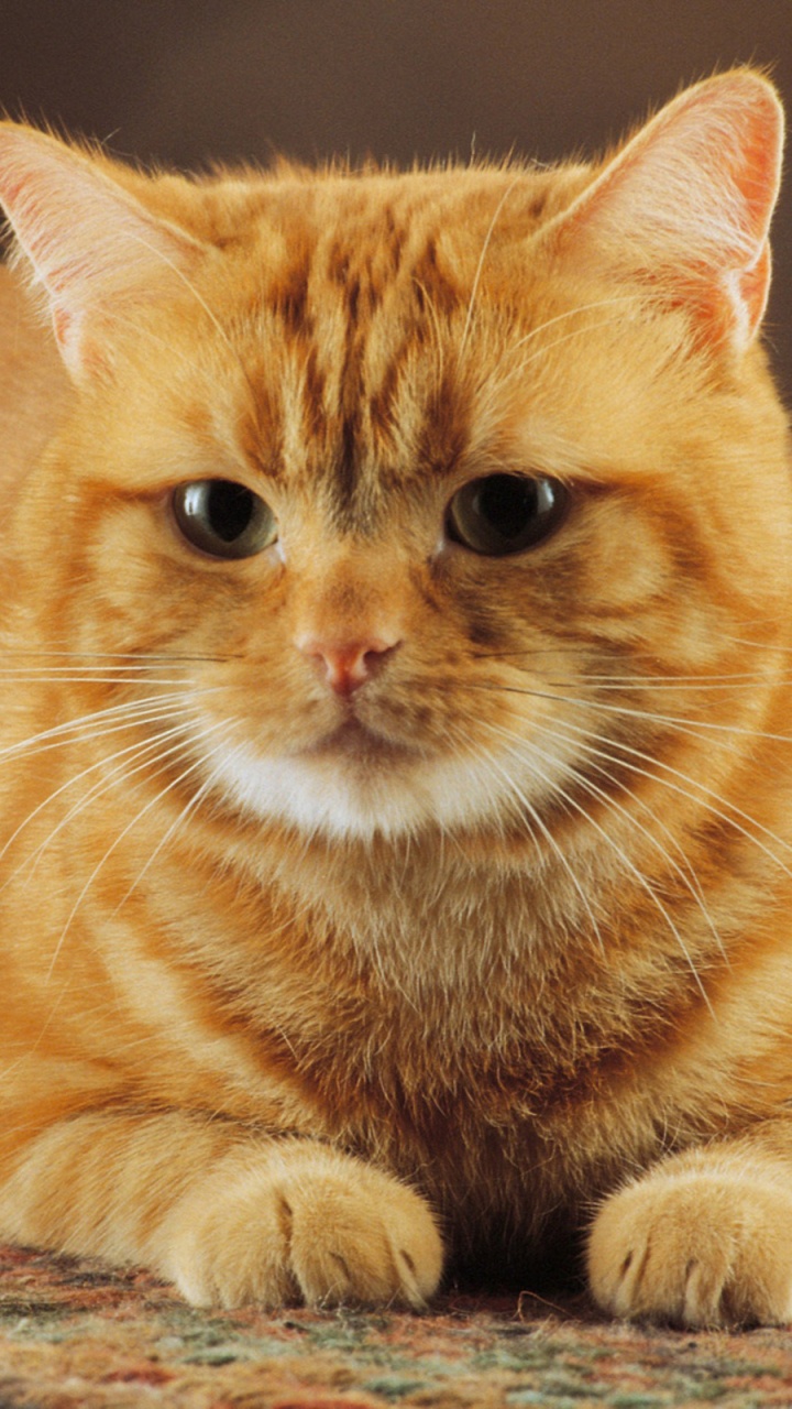 大花猫, 小猫, 受欢迎的猫的名字, 胡须, 猫科 壁纸 720x1280 允许