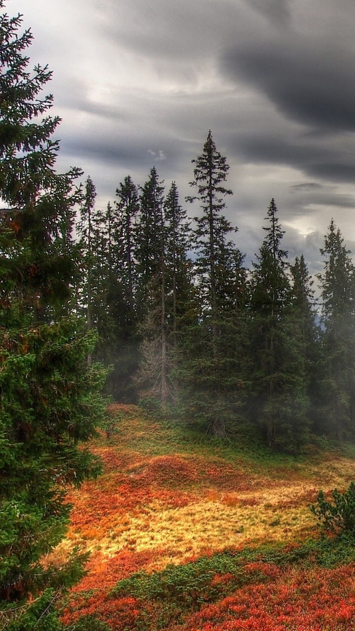 Green Pine Trees Under Cloudy Sky During Daytime. Wallpaper in 720x1280 Resolution