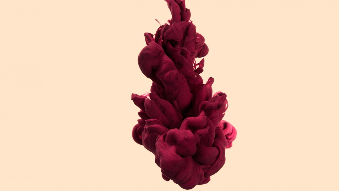 Fleur Rouge Sur Fond Blanc. Wallpaper in 1366x768 Resolution