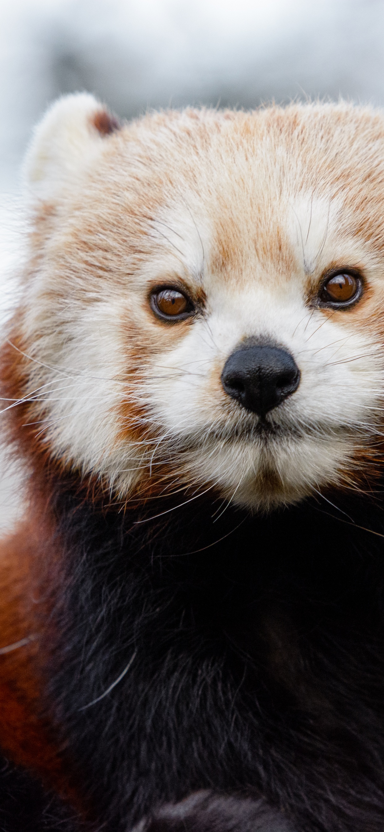 Brown and White Animal on Brown Tree Branch During Daytime. Wallpaper in 1242x2688 Resolution