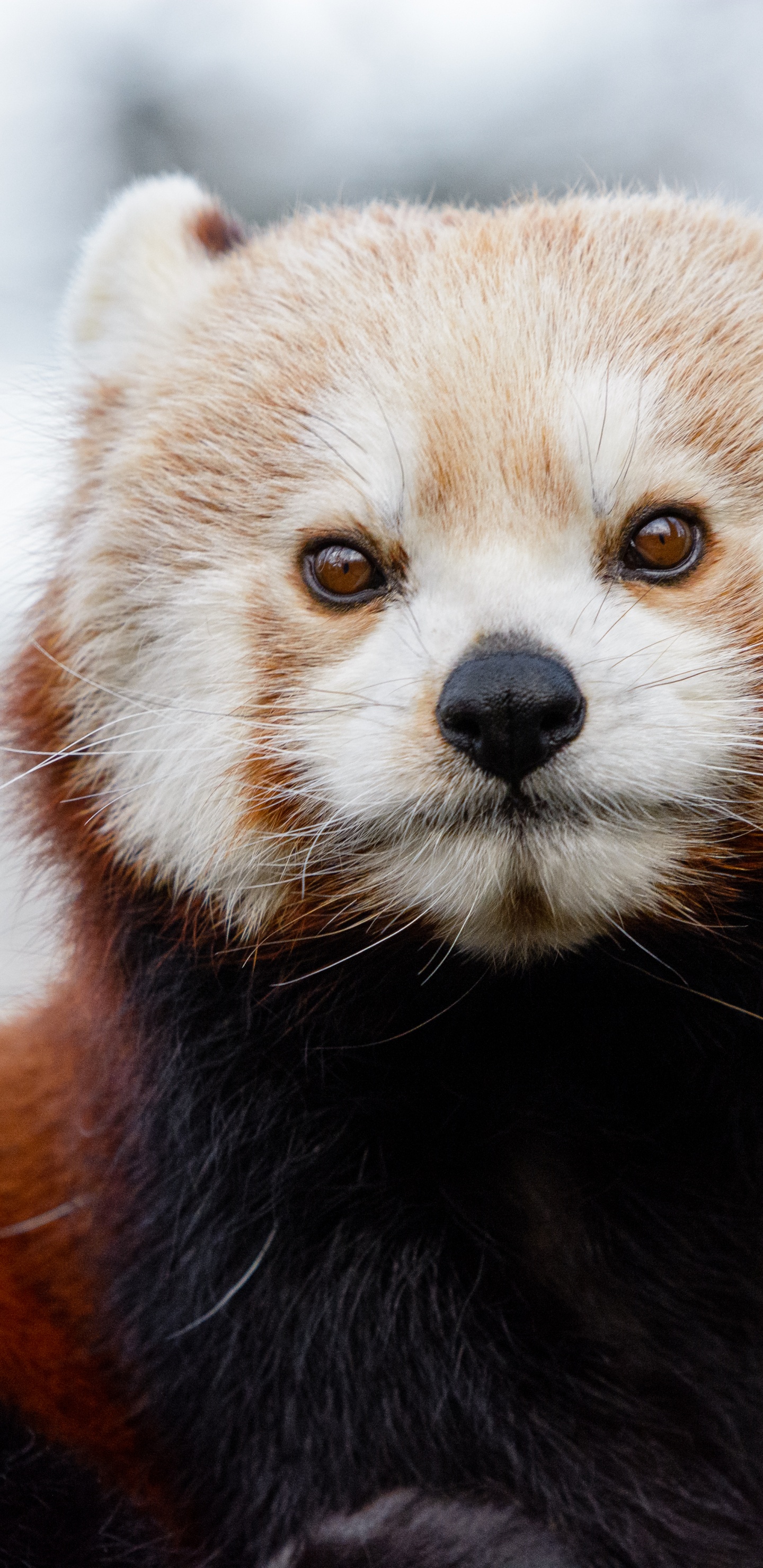 熊, 小熊猫, 缩略, 大熊猫, 胡须 壁纸 1440x2960 允许