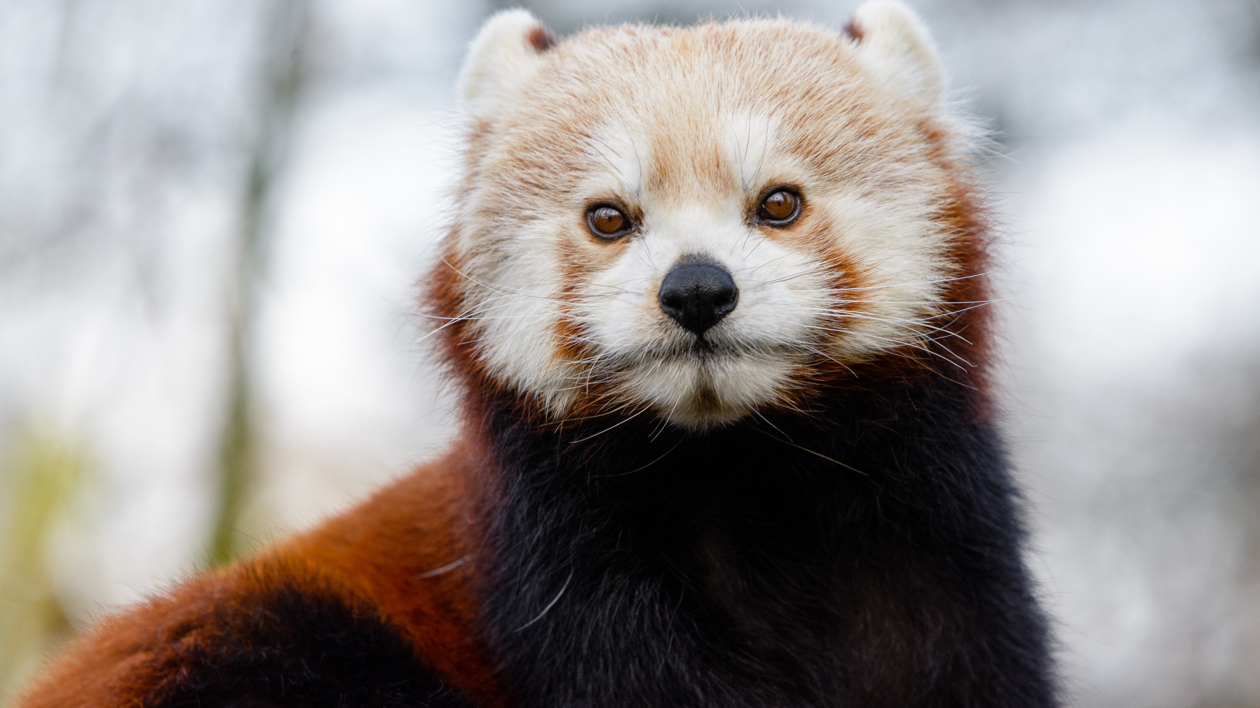 熊, 小熊猫, 缩略, 大熊猫, 胡须 壁纸 2560x1440 允许