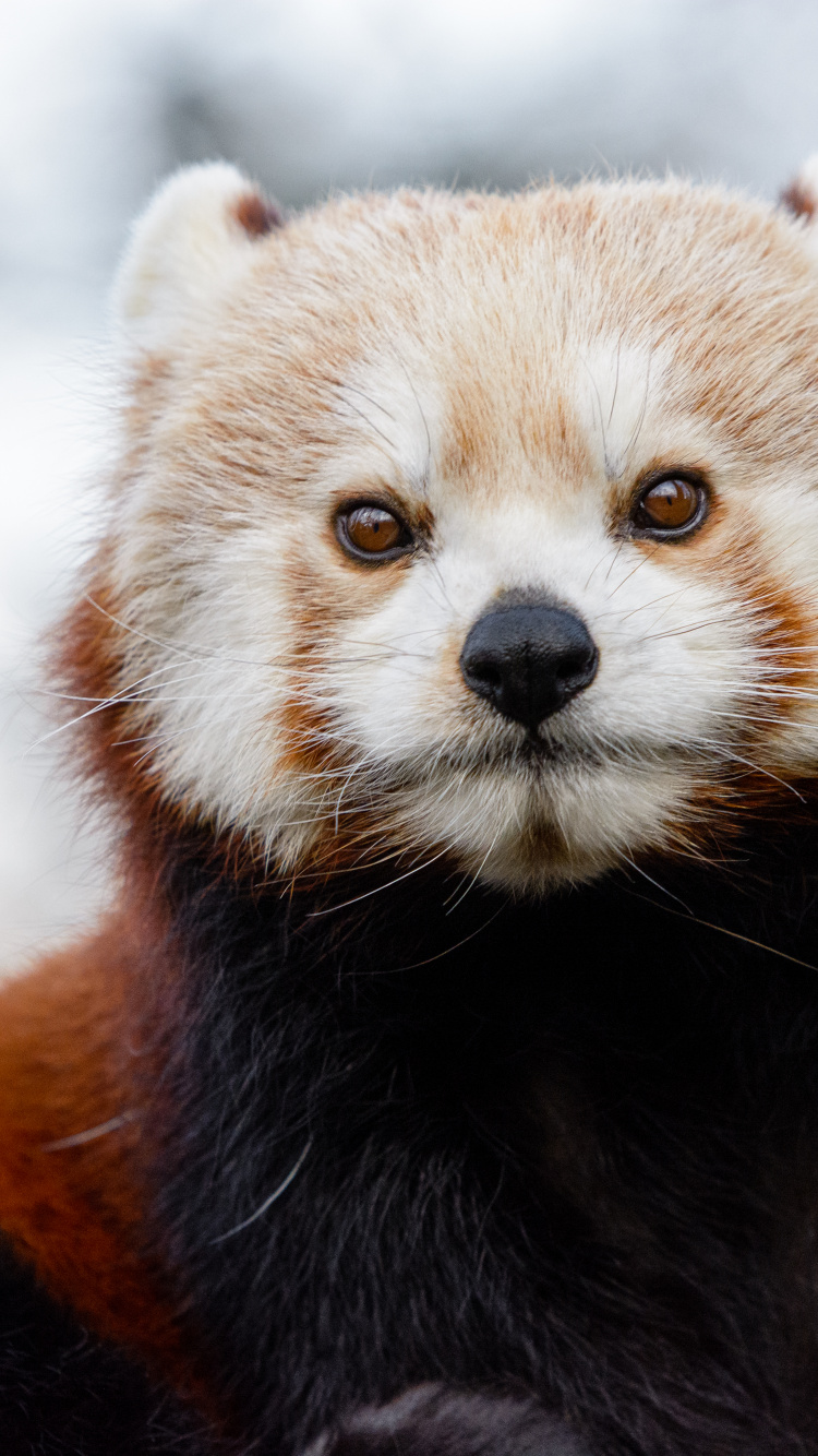 熊, 小熊猫, 缩略, 大熊猫, 胡须 壁纸 750x1334 允许