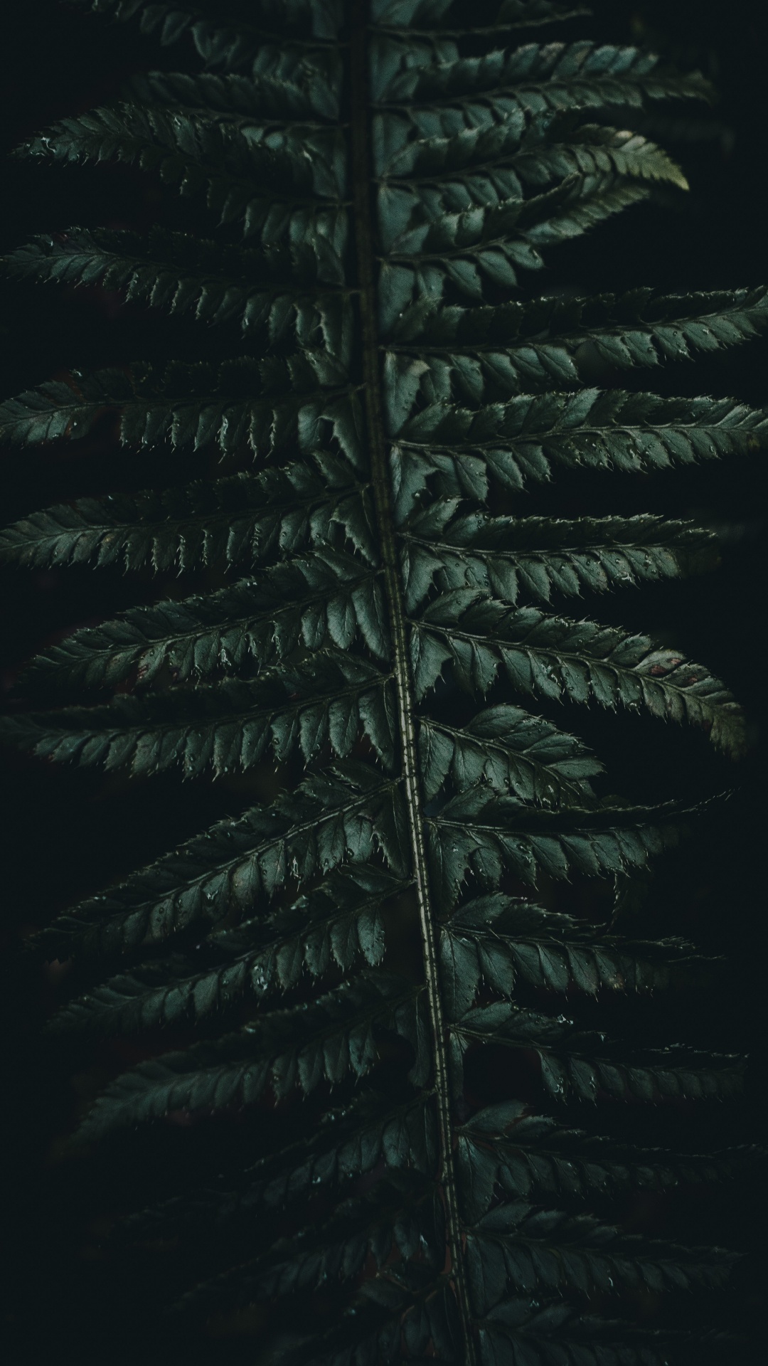 Quran, Gr, Vegetation, Blatt, Terrestrische Pflanzen. Wallpaper in 1080x1920 Resolution