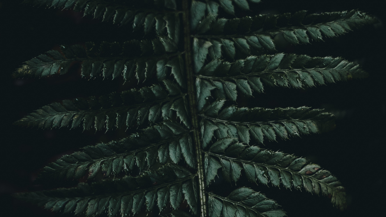 Quran, Gr, Vegetation, Blatt, Terrestrische Pflanzen. Wallpaper in 1280x720 Resolution