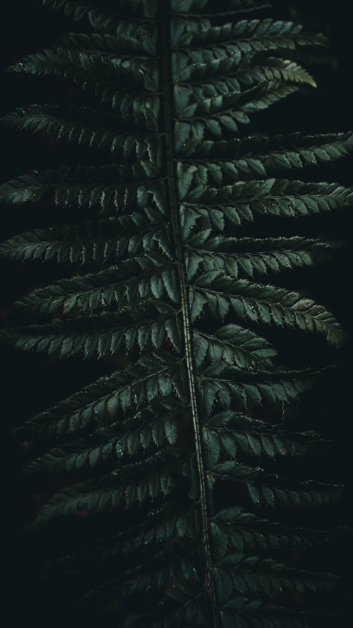 Quran, Gr, Vegetation, Blatt, Terrestrische Pflanzen. Wallpaper in 720x1280 Resolution