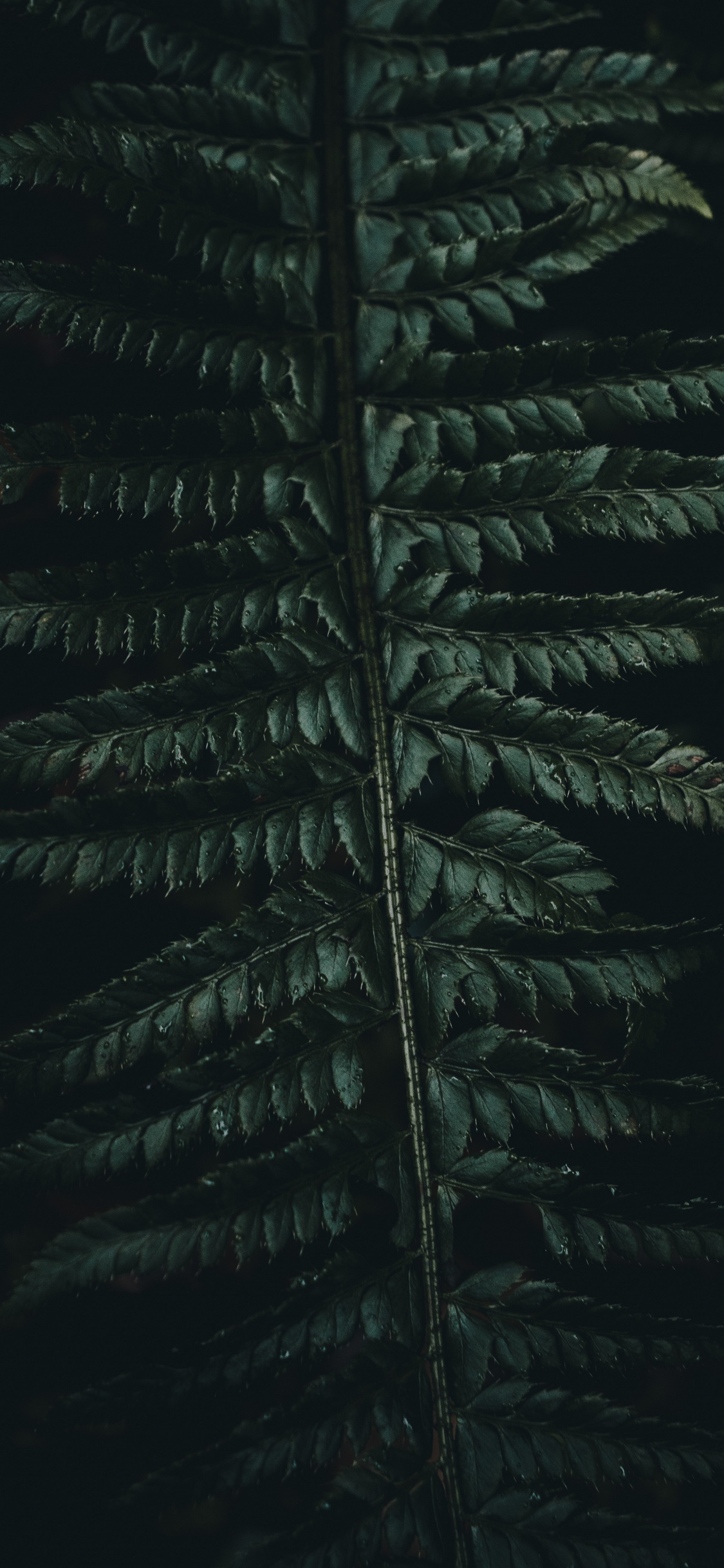 Corán, Verde, la Vegetación, Planta Terrestre, la Botánica. Wallpaper in 1125x2436 Resolution