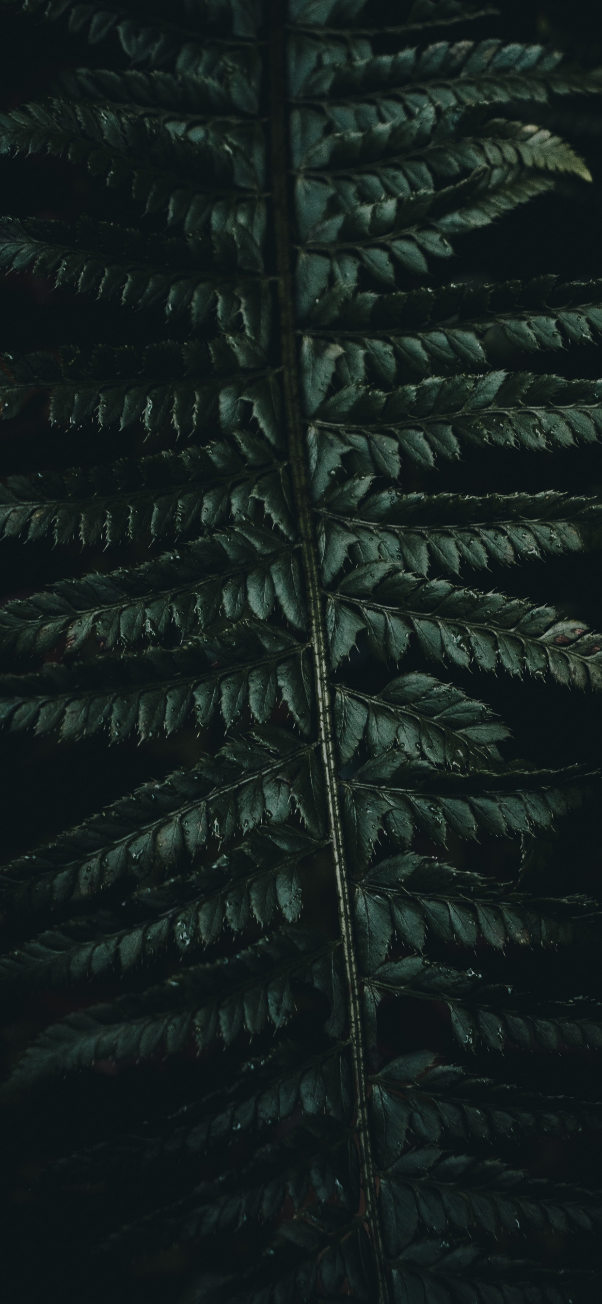 Corán, Verde, la Vegetación, Planta Terrestre, la Botánica. Wallpaper in 1242x2688 Resolution