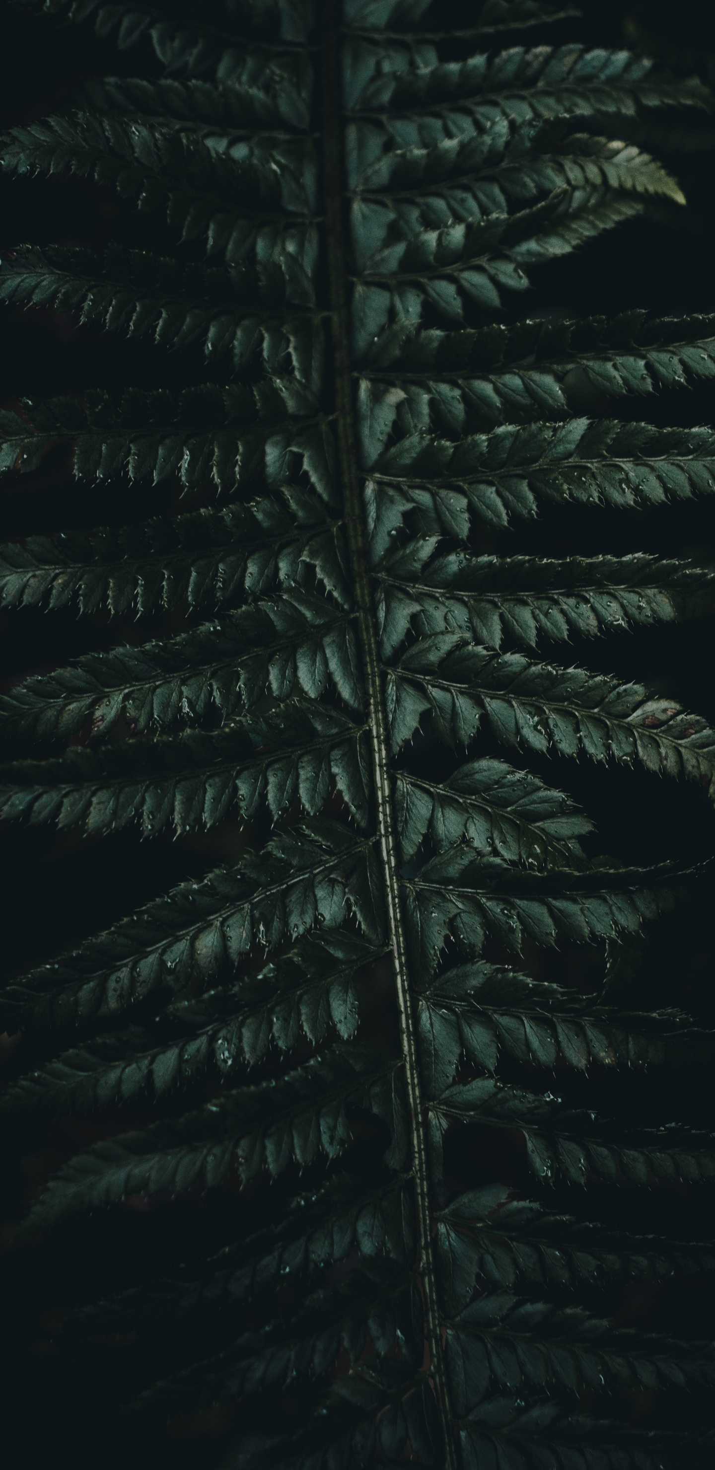 Corán, Verde, la Vegetación, Planta Terrestre, la Botánica. Wallpaper in 1440x2960 Resolution