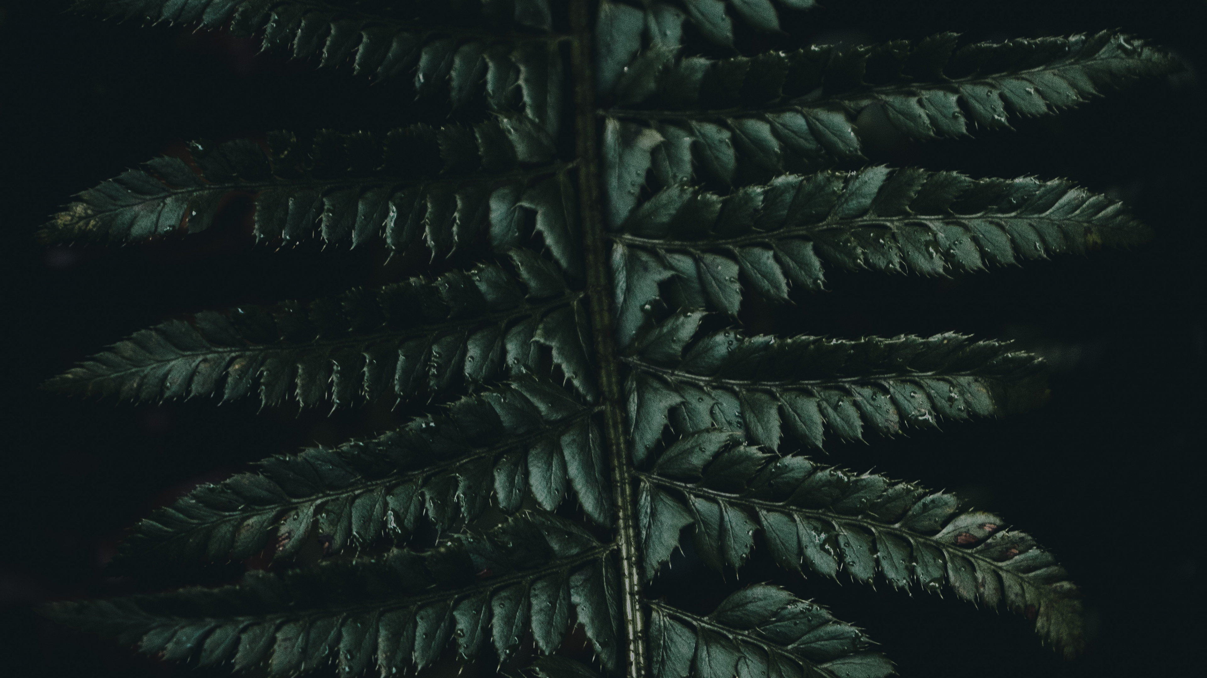 Corán, Verde, la Vegetación, Planta Terrestre, la Botánica. Wallpaper in 3840x2160 Resolution