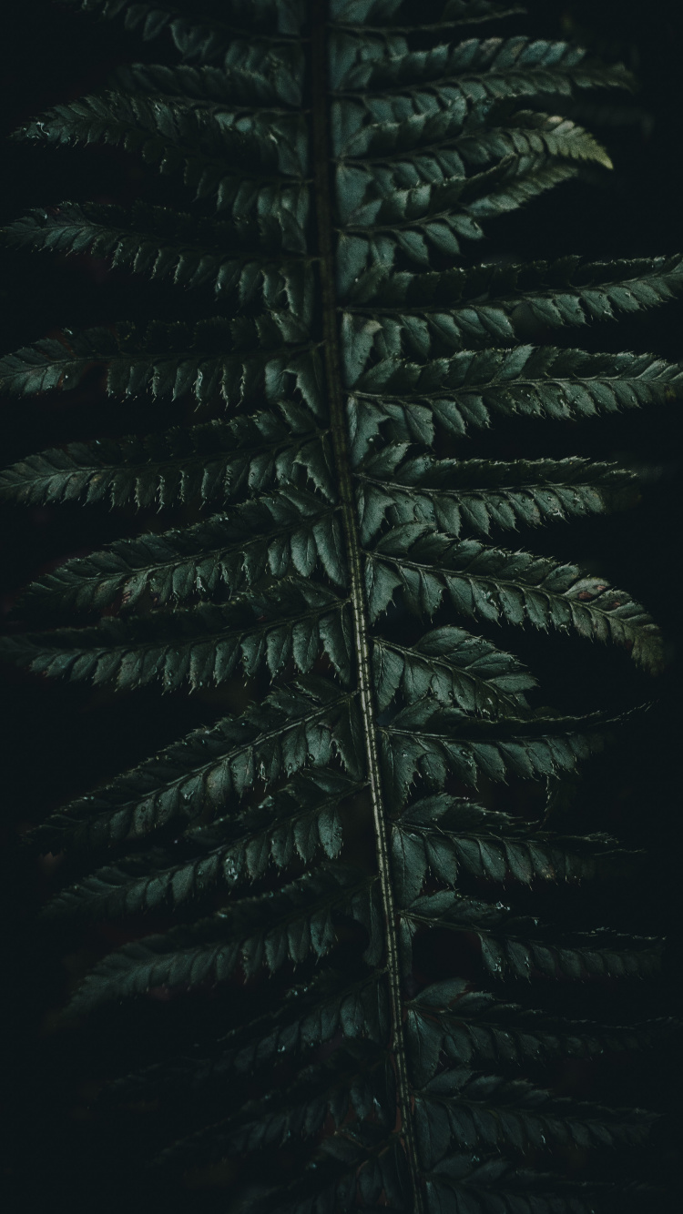 Corán, Verde, la Vegetación, Planta Terrestre, la Botánica. Wallpaper in 750x1334 Resolution