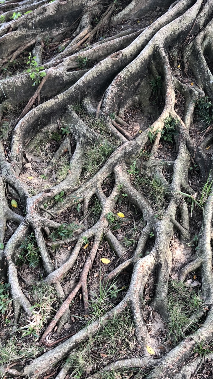 Root, Den Alten Wald, Botanik, Terrestrische Pflanzen, Pflanzen-Stammzellen. Wallpaper in 720x1280 Resolution