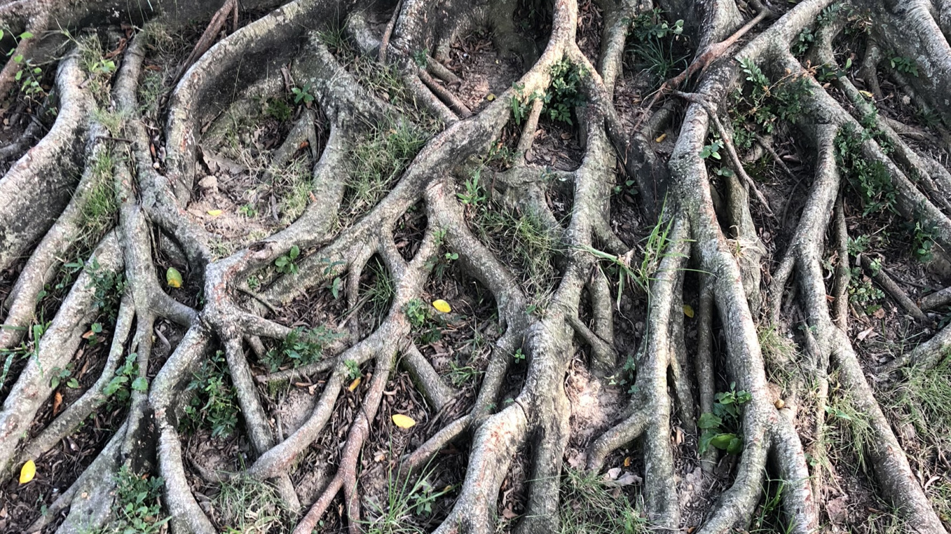 Root, Old Growth Forest, Botany, Terrestrial Plant, Plant Stem. Wallpaper in 1366x768 Resolution