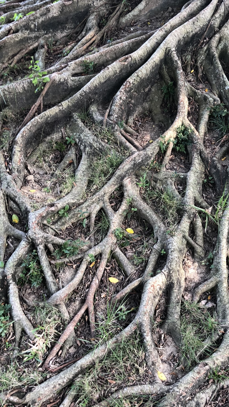 Root, Old Growth Forest, Botany, Terrestrial Plant, Plant Stem. Wallpaper in 750x1334 Resolution