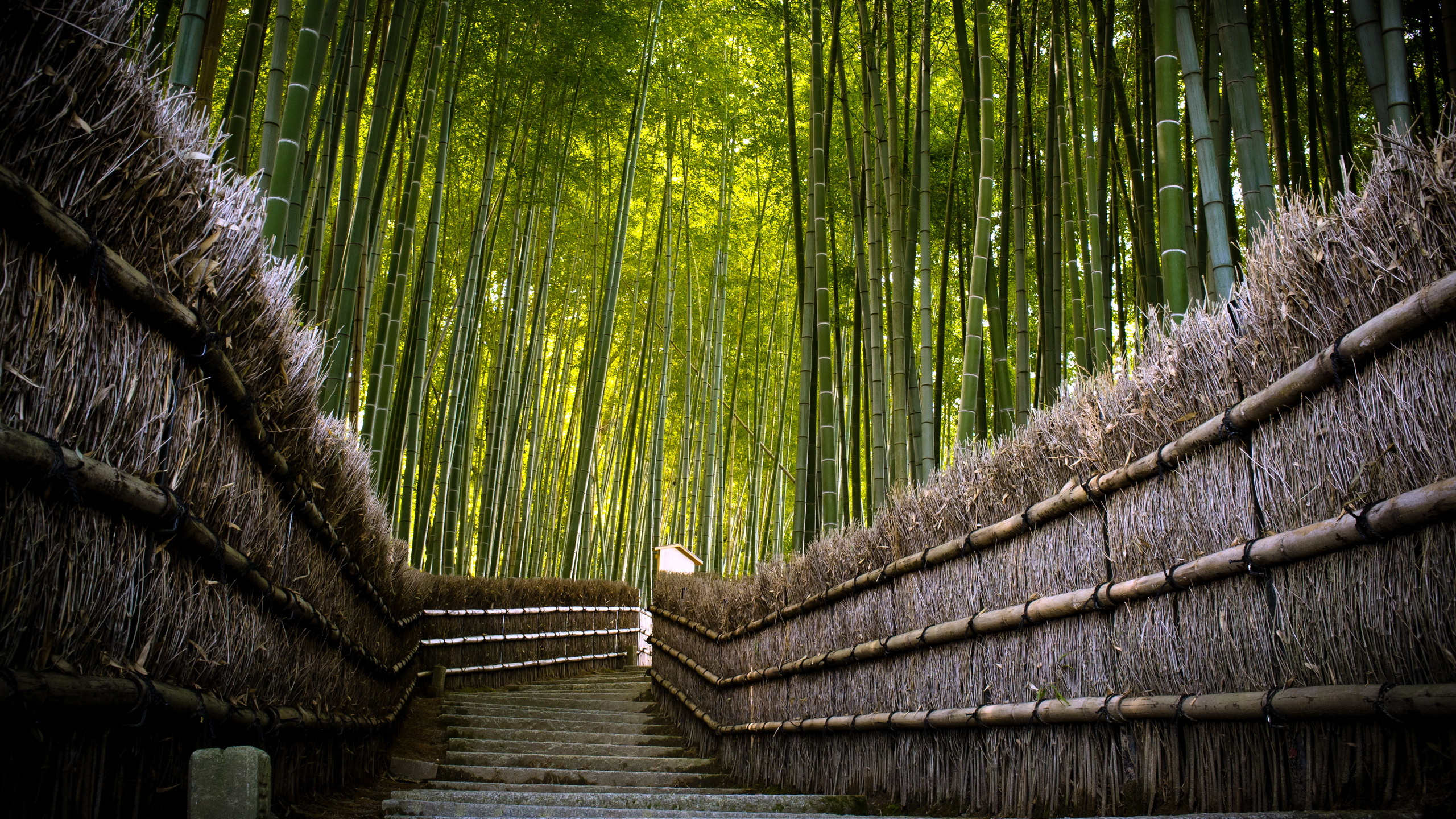 Pont en Bois Brun au Milieu Des Arbres Verts. Wallpaper in 2560x1440 Resolution