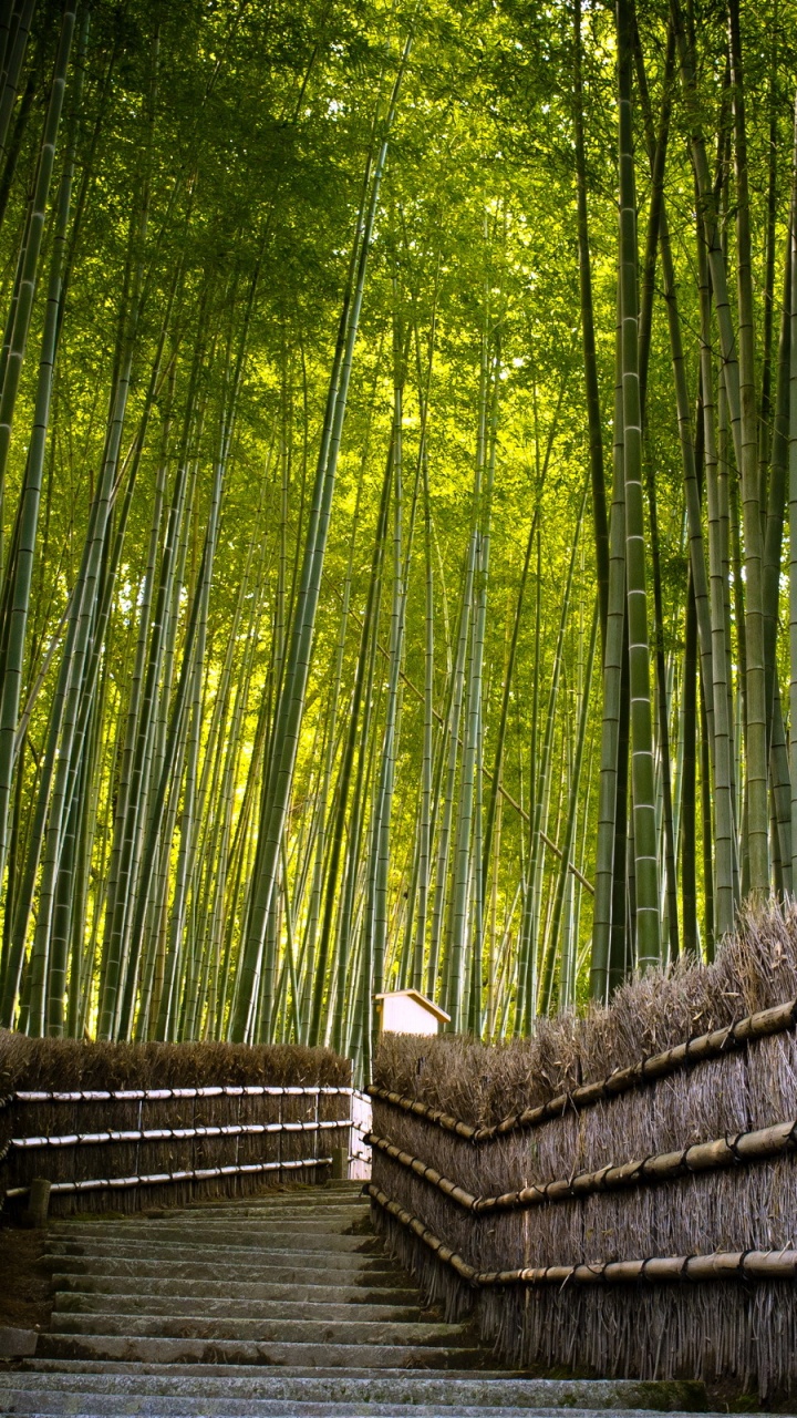 Puente de Madera Marrón en Medio de Árboles Verdes. Wallpaper in 720x1280 Resolution