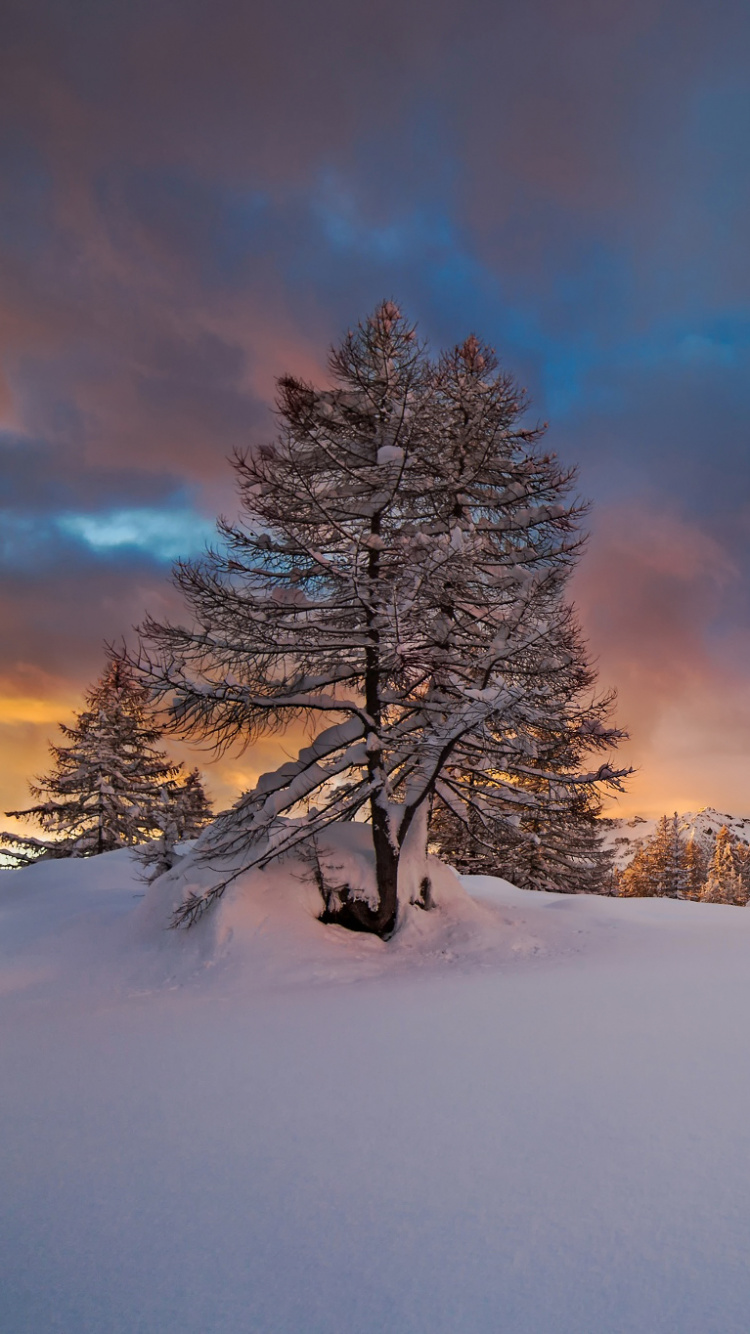 Brown Trees on Snow Covered Ground Under Cloudy Sky During Daytime. Wallpaper in 750x1334 Resolution