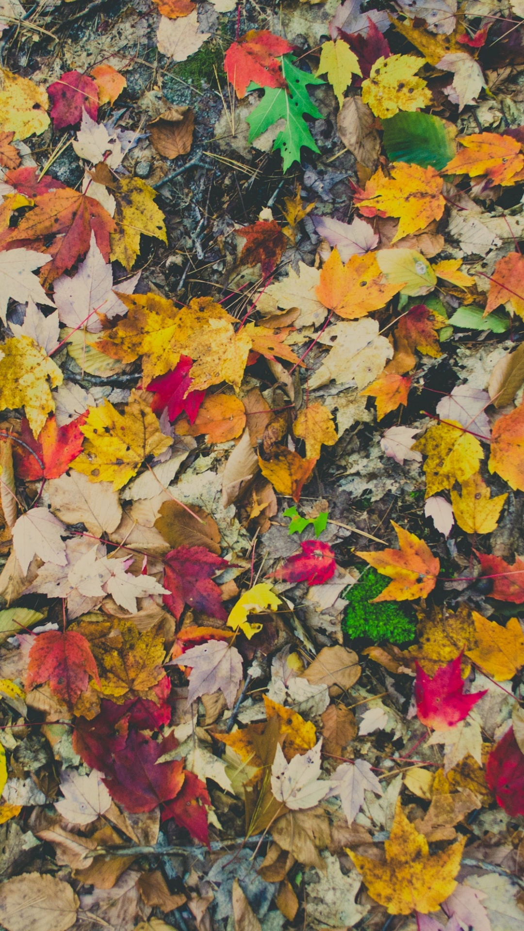 Yellow and Red Maple Leaves on Ground. Wallpaper in 1080x1920 Resolution