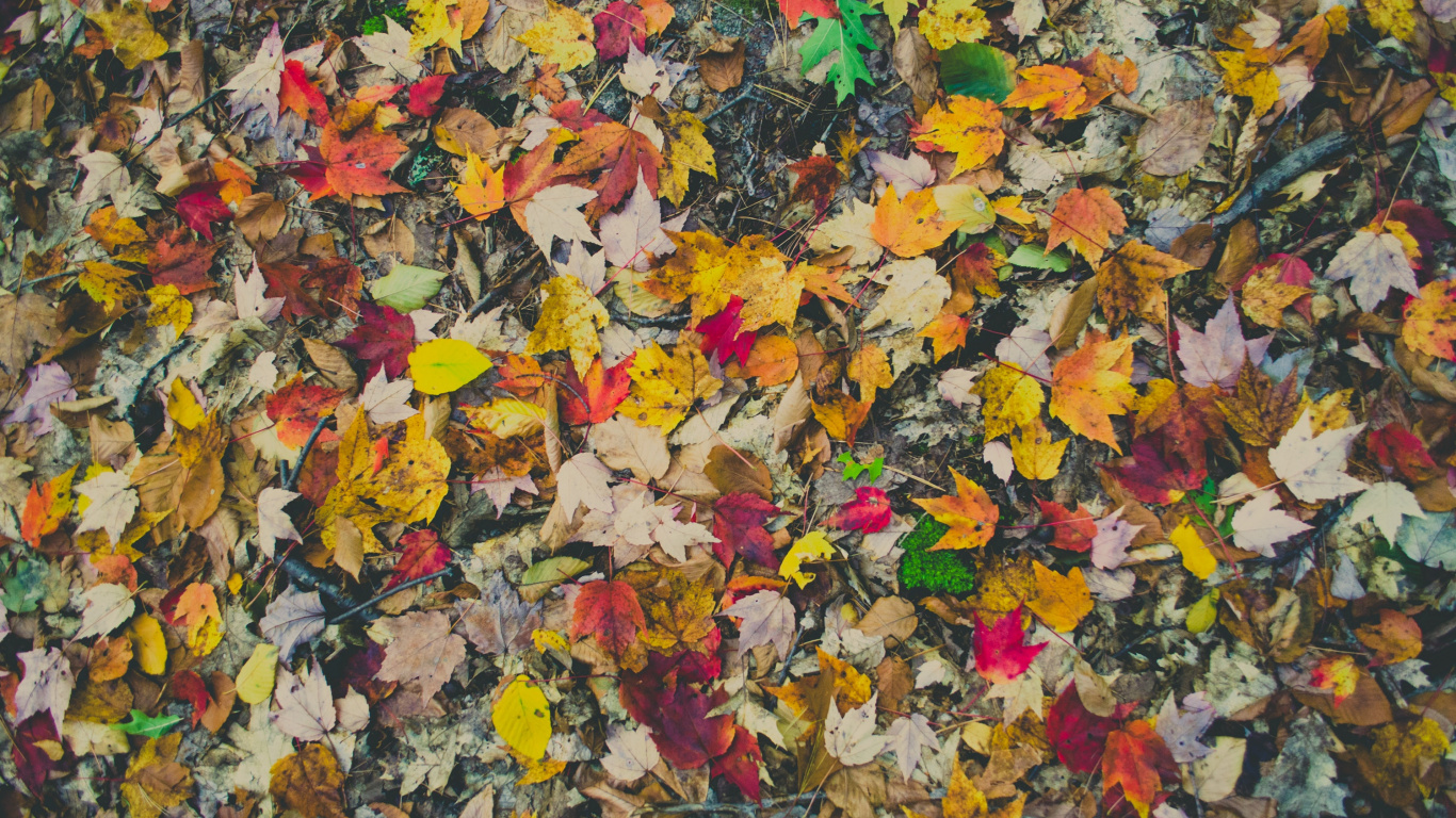 Yellow and Red Maple Leaves on Ground. Wallpaper in 1366x768 Resolution