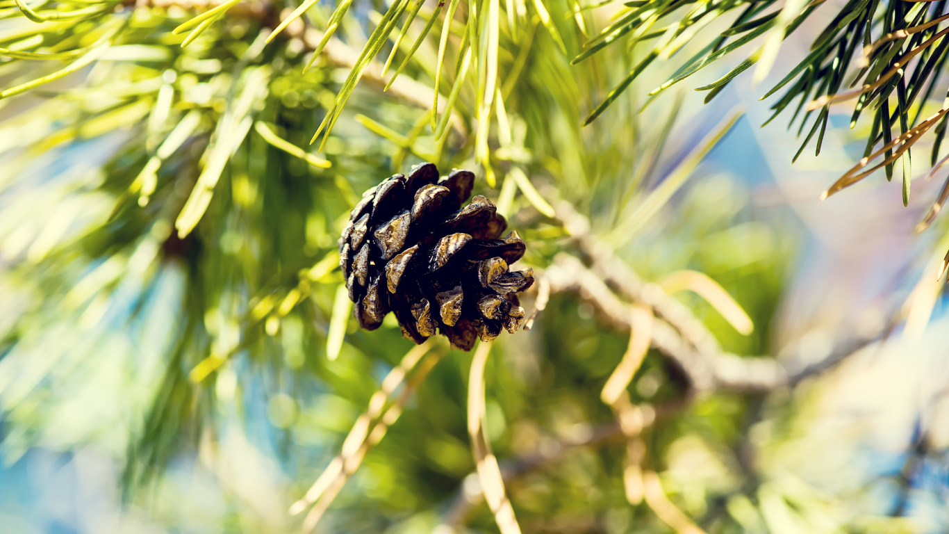 Brown Pine Cone on Brown Tree Branch. Wallpaper in 1366x768 Resolution