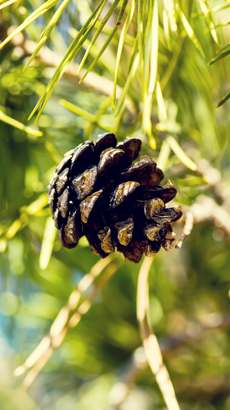 Brown Pine Cone on Brown Tree Branch. Wallpaper in 750x1334 Resolution