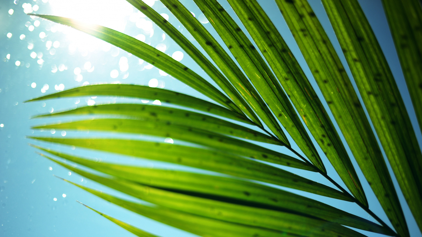 Green Leaf With Water Droplets. Wallpaper in 1366x768 Resolution