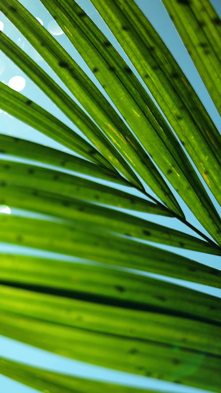 Hoja Verde Con Gotas de Agua. Wallpaper in 720x1280 Resolution