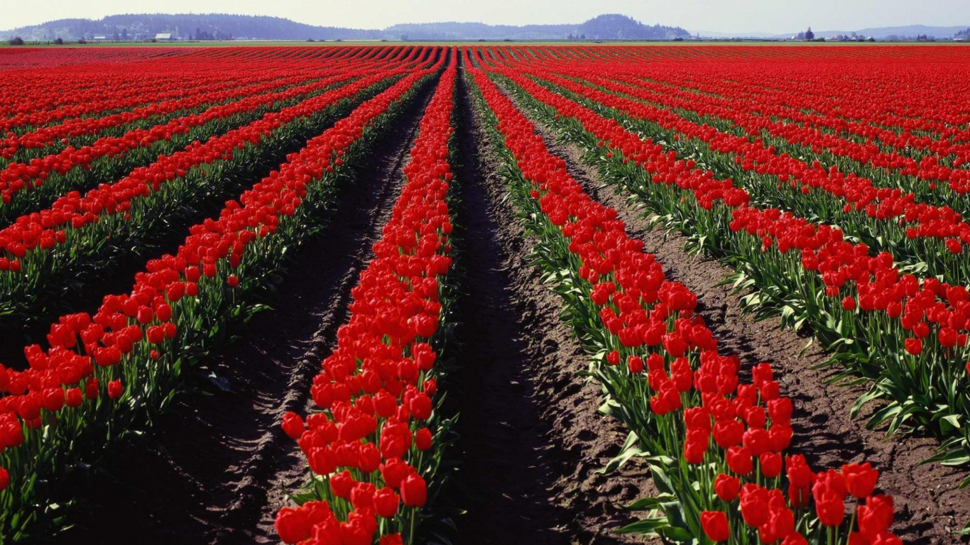 Tagsüber Rotes Tulpenfeld. Wallpaper in 1366x768 Resolution