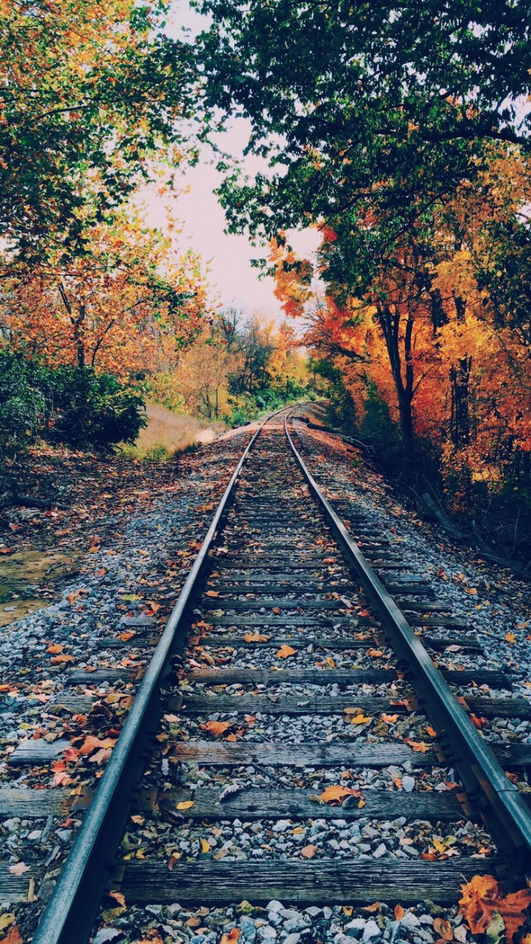 Piste, le Transport Ferroviaire, Feuille, Nature, Paysage Naturel. Wallpaper in 750x1334 Resolution