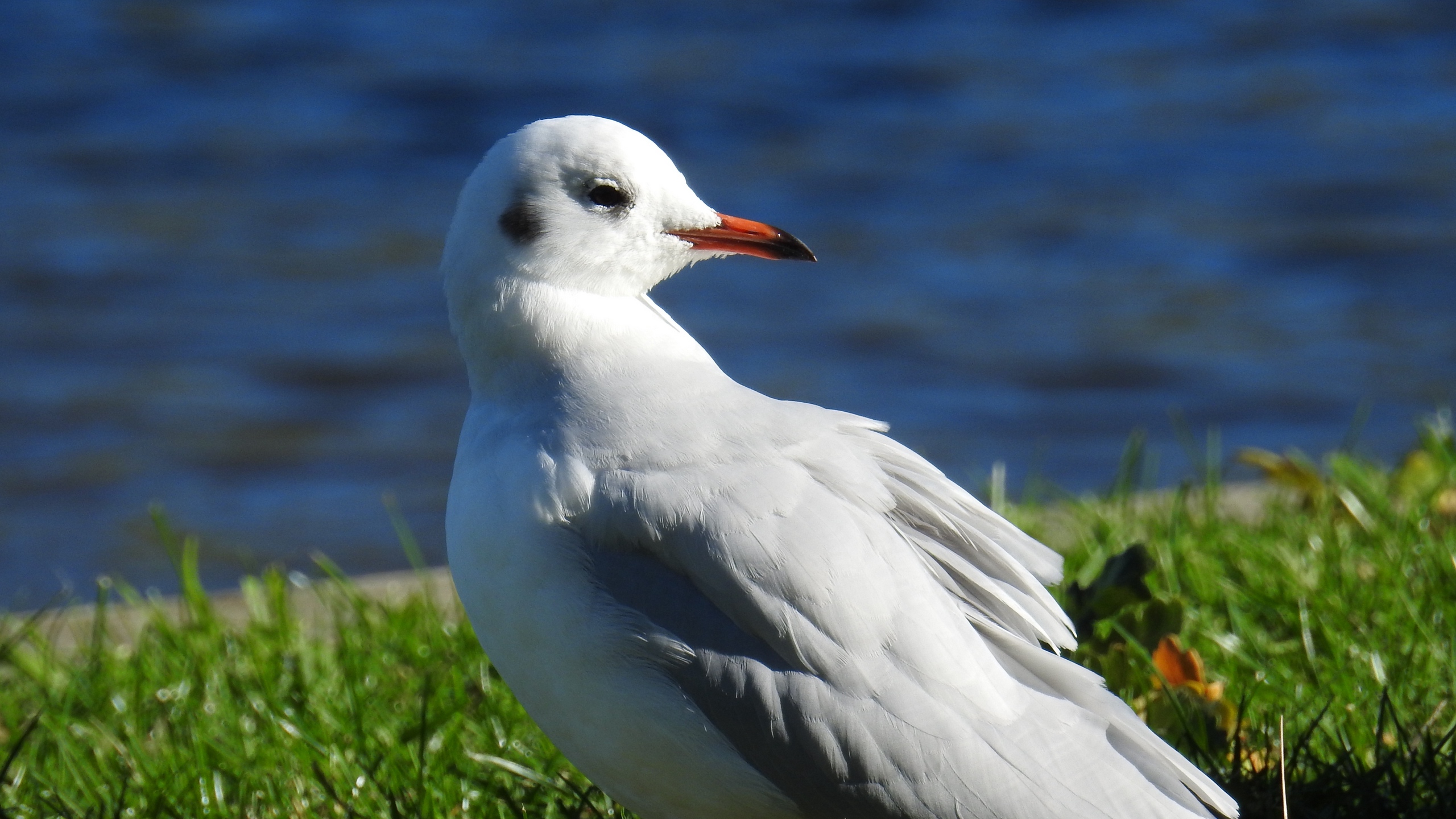 White Bird on Green Grass During Daytime. Wallpaper in 2560x1440 Resolution
