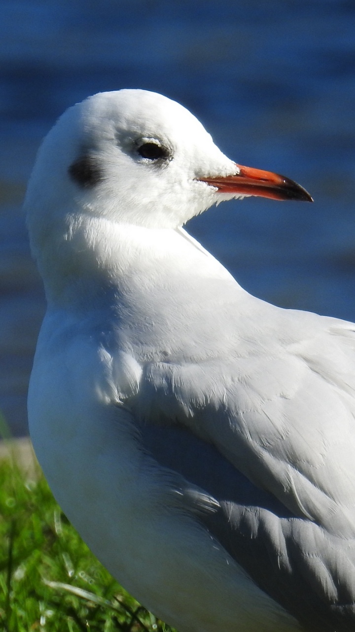 Oiseau Blanc Sur L'herbe Verte Pendant la Journée. Wallpaper in 720x1280 Resolution